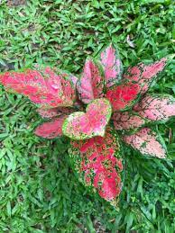 Organic Ornamental Plant